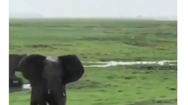 Рождение слоненка?? смотреть онлайн