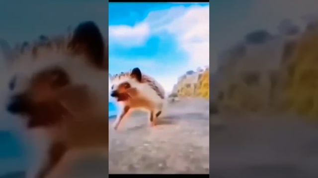 ёжик бежит домой смотреть онлайн