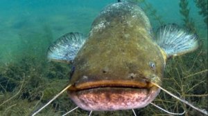 Ловля сома с берега. Правильная оснастка и наживки.