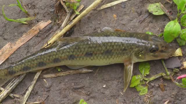 Рыбалка на речке на поплавок, ловля на течении и в затишке, съёмка под водой Рыбалка- как вижу её Я смотреть онлайн