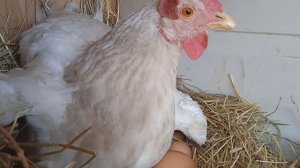 Осенние утята. Квочка на яйцах Доминантов.