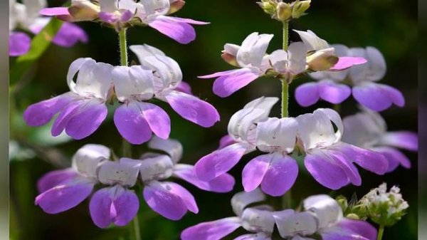 КОЛЛИНСИЯ (COLLINSIA)