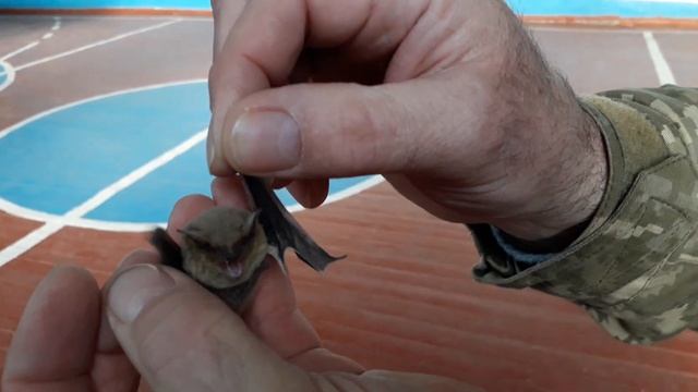 24 марта 2020 г.мы обнаружили летучую мышь ! смотреть онлайн