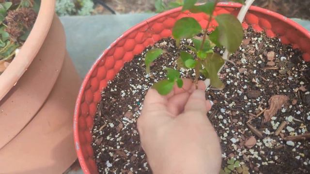 October Backyard Garden Tour! North Texas Zone 8a * NEW Additions! Possible 1st Frost In a Few Days смотреть онлайн