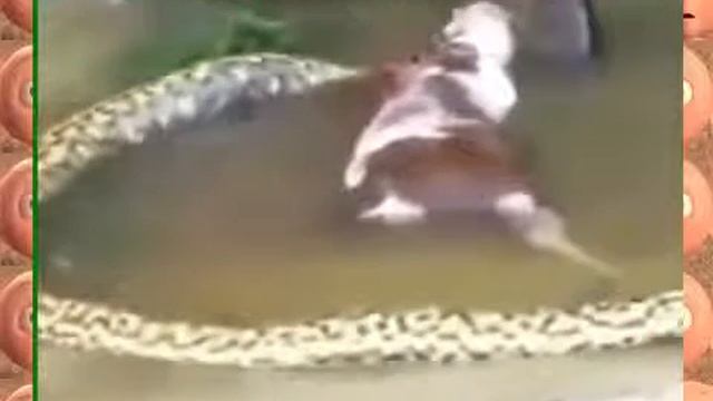Ну и ну! Гигантская анаконда не смогла переварить корову смотреть онлайн