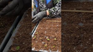 Пикировка бегонии вечноцветущей