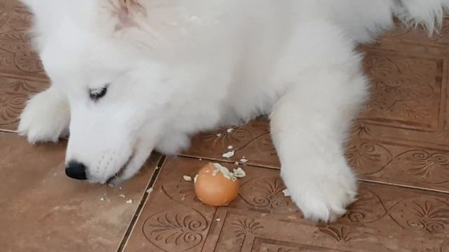 Щенок самоед и вареное яйцо в скорлупе.