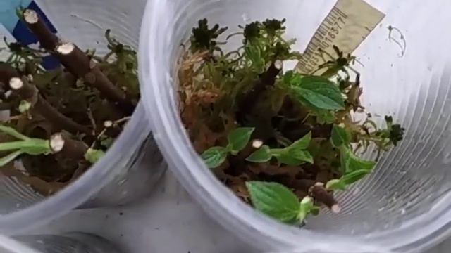 выгонка гортензий на черенкование смотреть онлайн