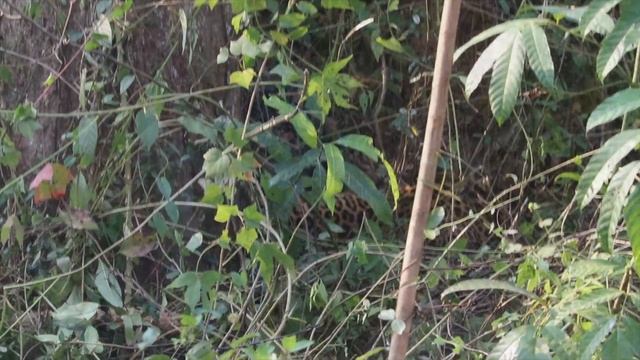 Wild Leopard Rescued || Caught in trap laid for Wild Boar смотреть онлайн