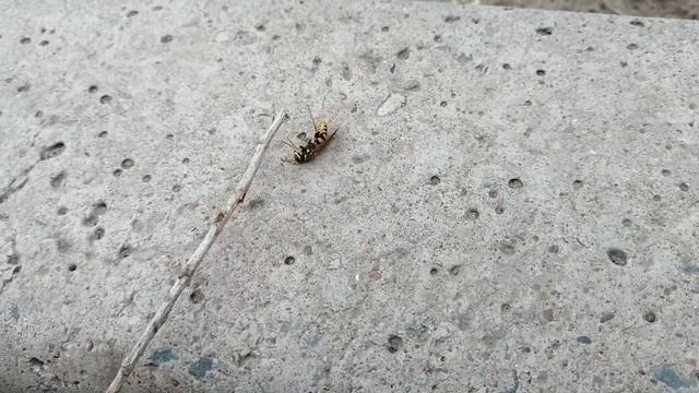 Оса бедняжка !