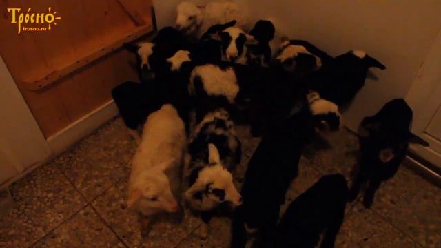 Ягнята в процедурном кабинете