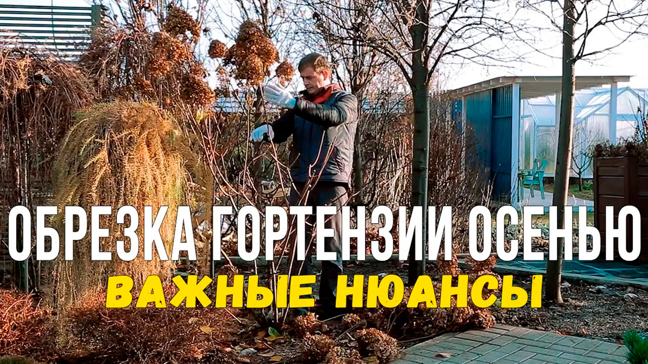 Обрезка гортензии осенью. Правильная обрезка метельчатой гортензии.