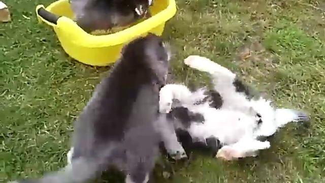 Хасятки Просятки купаются! смотреть онлайн