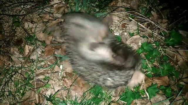 Ежики.. Не только ценный мех..... смотреть онлайн