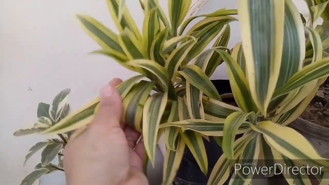 Care of Song of india plant || Dracaena reflexa || смотреть онлайн