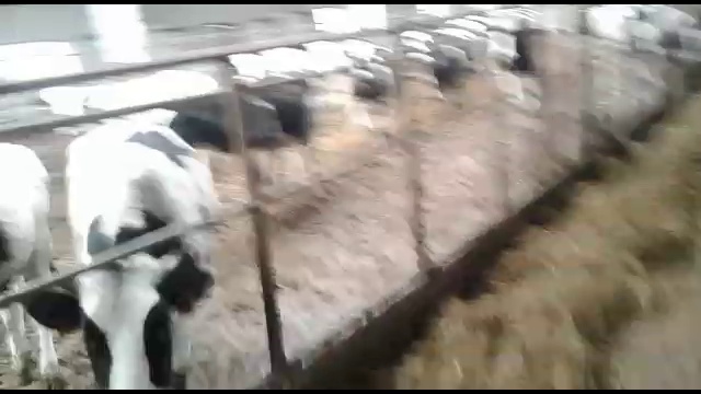 Продажа КРС в розницу черно пестрой породы, Импорт Экспорт +79656176005 WhatsApp пишите. смотреть онлайн