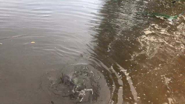 Рыбалка на ОКЕ ОСЕНЬЮ / НА ЧТО СЕЙЧАС КЛЮЁТ ??? смотреть онлайн