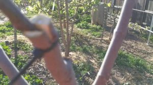 Один из способов прививки инжира.