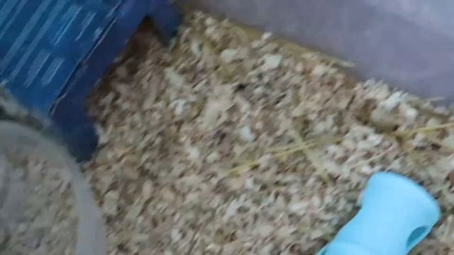 Джунгарские хомяки.Второй выводок: хомячкам 4 недели.Грызут ли хомяки панцирь каракатицы? смотреть онлайн