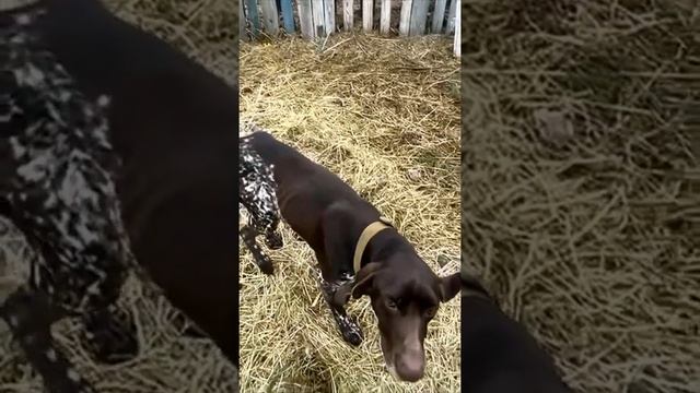 Курцхаар немецкая легавая. Собака барабака красота смотреть онлайн
