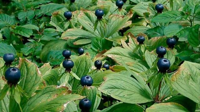 Опасные Растения о Которых Вы не Знали!