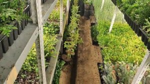 Зимняя прививка хвойных или питомник растений с нуля