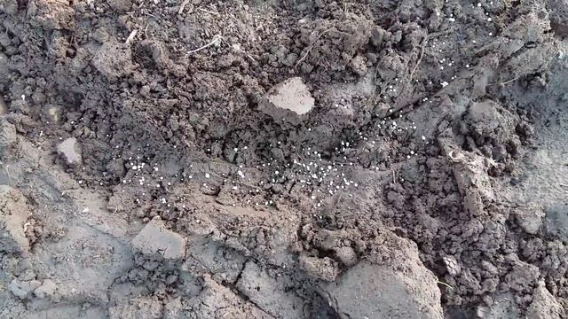 Весенняя подкормка ягодных кустарников. смотреть онлайн