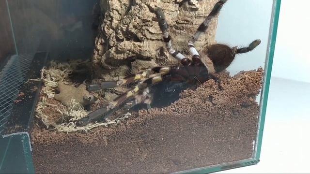 Все мои террариумы для пауков птицеедов + распаковка новых пауков смотреть онлайн