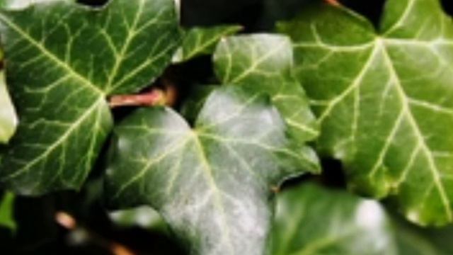 IEDERA si efectele sale benefice organismului смотреть онлайн