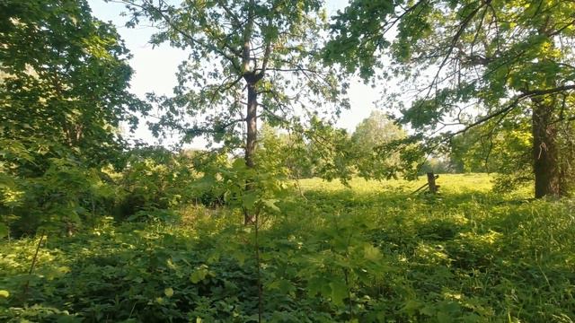 Фотоохота с Альбертом. В летнем лесу. смотреть онлайн