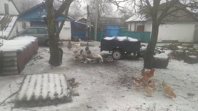 Гуси Лебеди и Я. смотреть онлайн