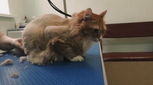 Как подстричь кота? Егор у грумера. Подстригли кота. Смешной кот