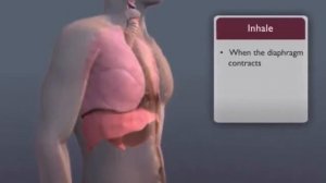 Работа диафрагмы