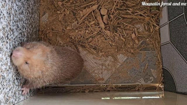 Improving and upgrading barns, animal care, mountain life (EP162) смотреть онлайн