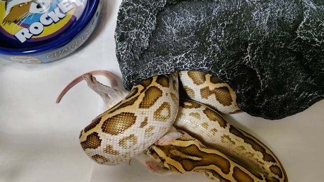 Перекус. Тигровый питон Суетолог? лакомиться. смотреть онлайн