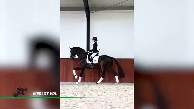 Merlot VDL (Bordeaux x Florencio) met Femke de Laat 2022 смотреть онлайн