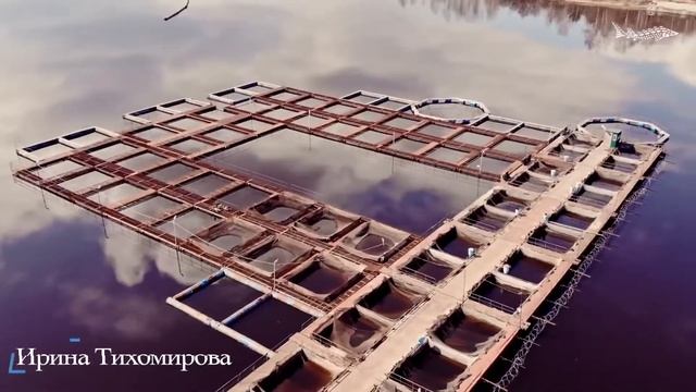 Забойная икра от Артемия Лебедева смотреть онлайн