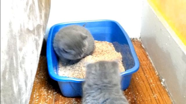 Kitten learning to use the litter box смотреть онлайн