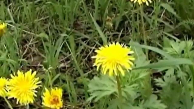 Самое начало. На родину Деда Мороза. смотреть онлайн