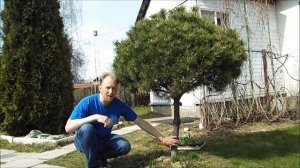 Александр Петров. Формирование штамбовой шаровидной горной сосны