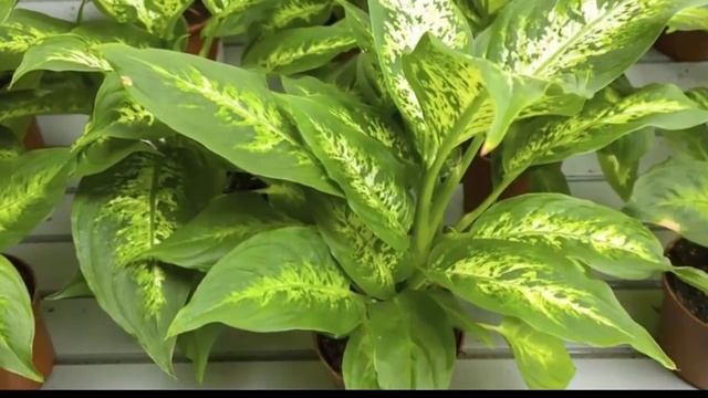 ДИФФЕНБАХИЯ – секреты ухода, условия выращивания.