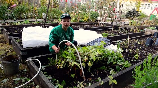 #КЛЕМАТИС зимой! Как укрыть и сохранить в холодных регионах страны! смотреть онлайн