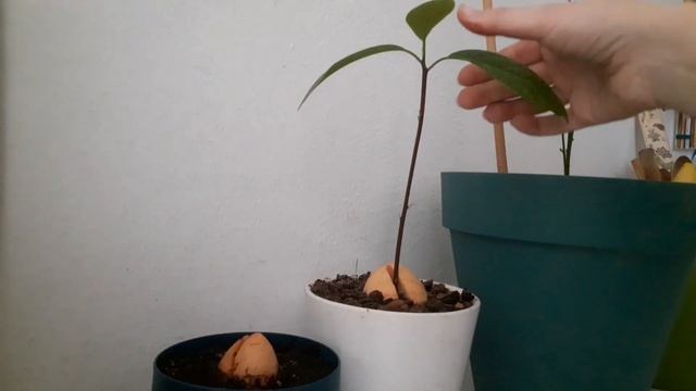 Авокадо. Как вырастить дерево? Как ухаживать за авокадо? Как посадить авокадо? смотреть онлайн