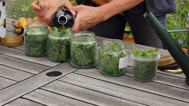 Nässelvatten med tvist - Trädgårdshacks med GardenR смотреть онлайн