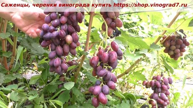24 июля, созревание винограда Заветный. Ранний срок созревания, почти окрашен. Пузенко Наталья смотреть онлайн