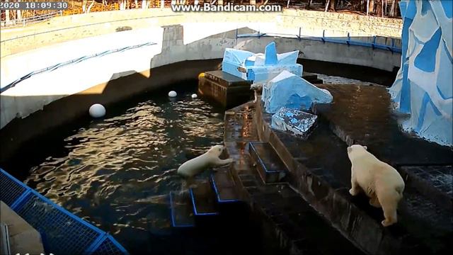 Вечерние игры у мишек (ч.2).(вебкамеры). 18.04.20 г. смотреть онлайн