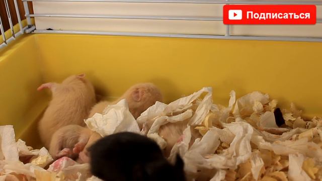 ХОМЯЧКИ | 19 ДЕНЬ ЖИЗНИ ХОМЯЧАТ | CHILD OF THE HAMSTER | Алиса Изи смотреть онлайн