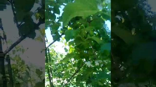 личинки божьих коровок спасают калину от гусениц смотреть онлайн