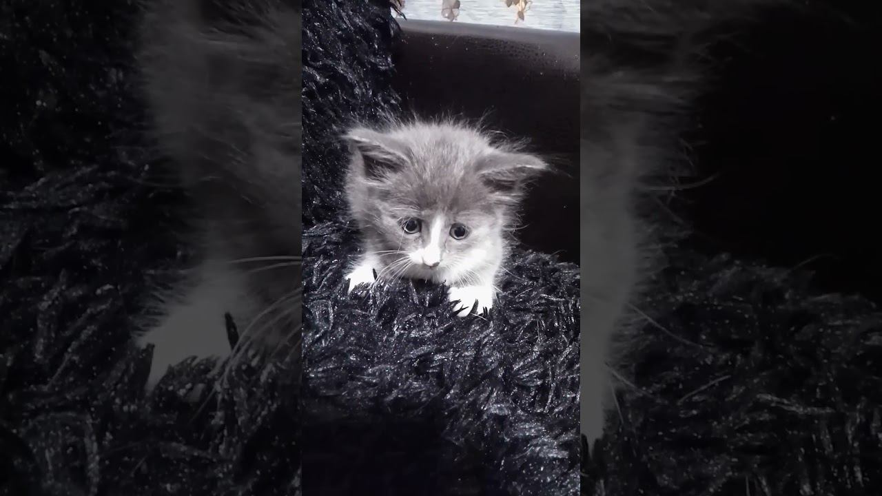 Новый член семьи)#котята #cat смотреть онлайн