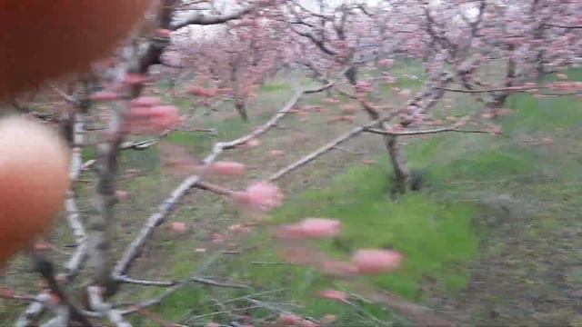 Как зацветает сад Персика ? смотреть онлайн